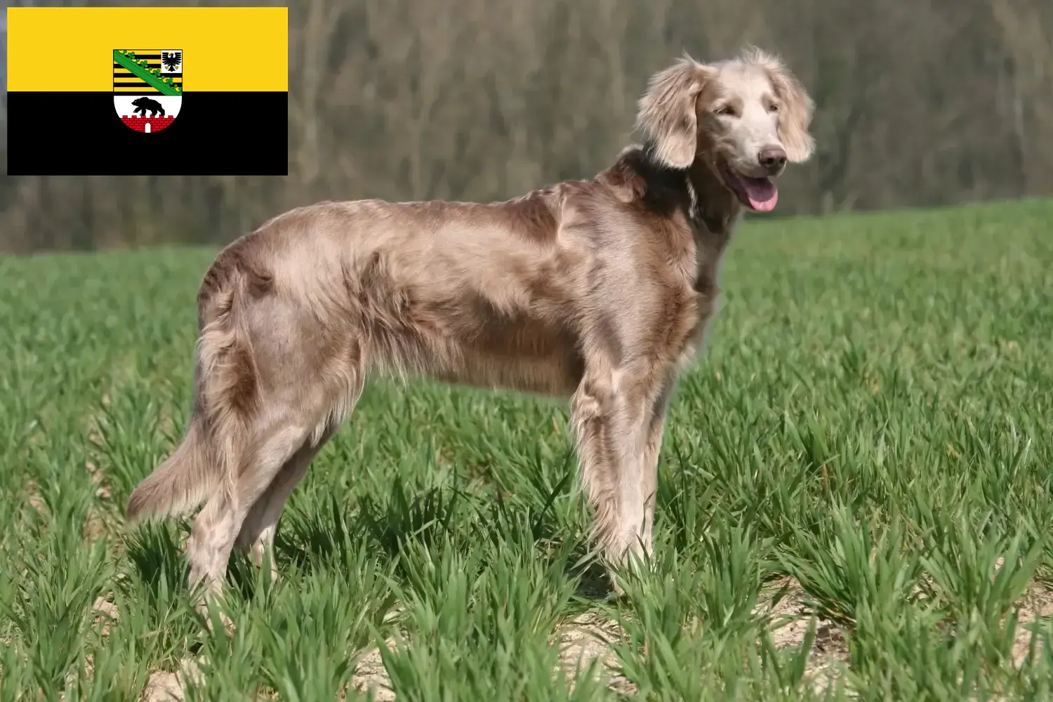 Lee más sobre el artículo Criadores de Weimaraner y cachorros en Sajonia-Anhalt