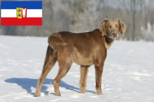 Lee más sobre el artículo Criadores de Weimaraner y cachorros en Schleswig-Holstein