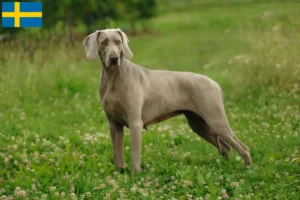 Lee más sobre el artículo Criadores de Weimaraner y cachorros en Suecia