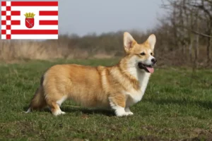 Lee más sobre el artículo Criadores de Welsh Corgi y cachorros en Bremen