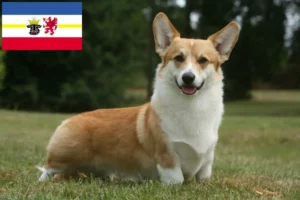 Lee más sobre el artículo Criadores de Corgi Galés y cachorros en Mecklemburgo-Pomerania Occidental