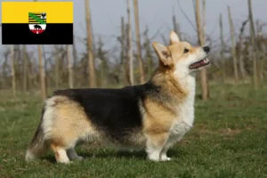 Lee más sobre el artículo Criadores de Welsh Corgi y cachorros en Sajonia-Anhalt