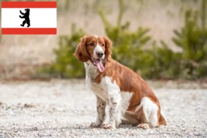 Lee más sobre el artículo Criadores de Springer Spaniel Galés y cachorros en Berlín