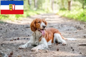 Lee más sobre el artículo Criadores de Springer Spaniel Galés y cachorros en Schleswig-Holstein