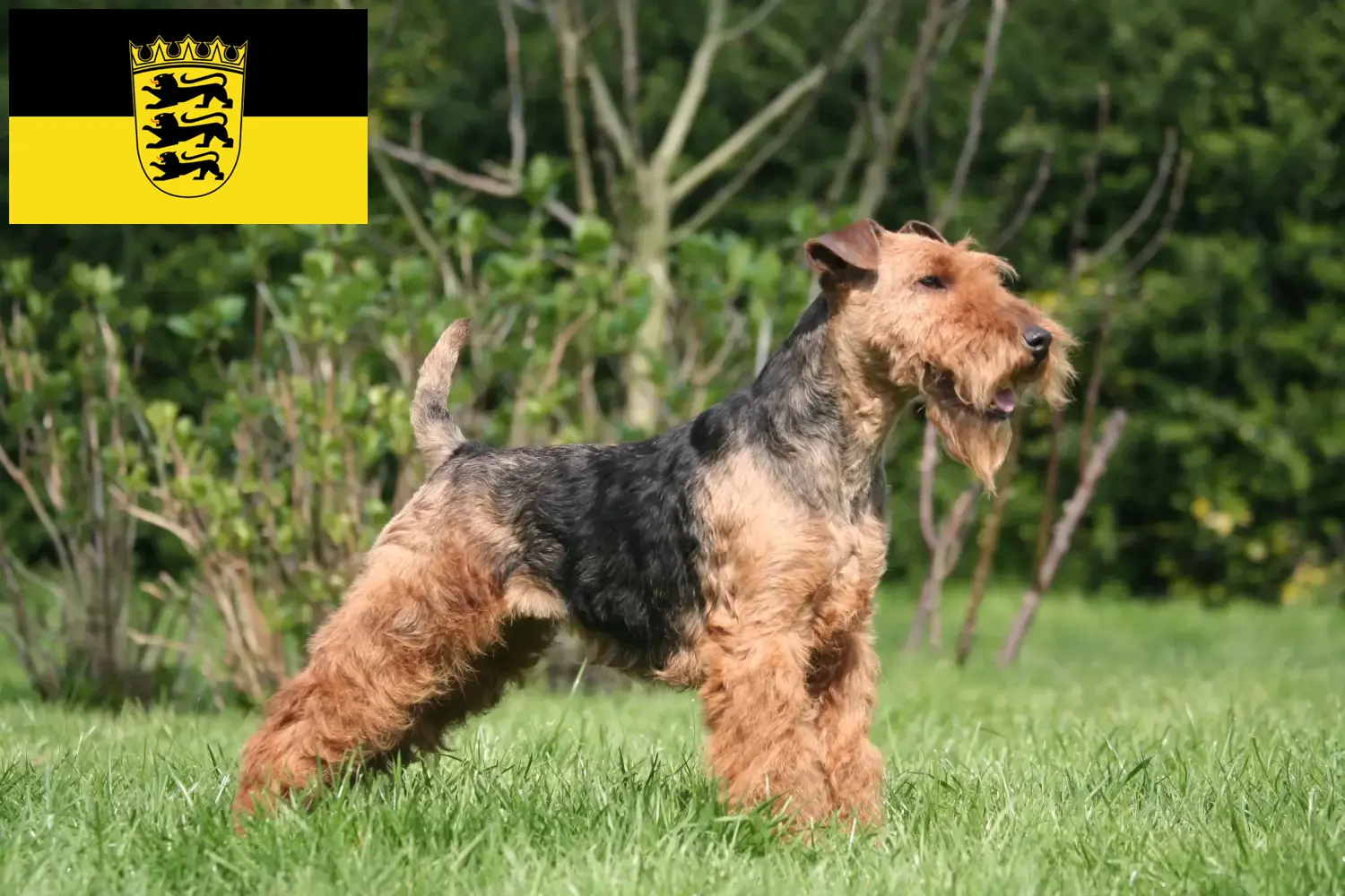 Lee más sobre el artículo Criadores de Welsh Terrier y cachorros en Baden-Württemberg