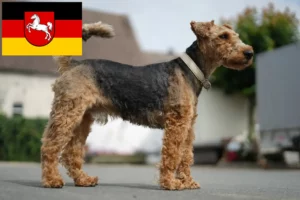 Lee más sobre el artículo Criadores de Welsh Terrier y cachorros en Baja Sajonia