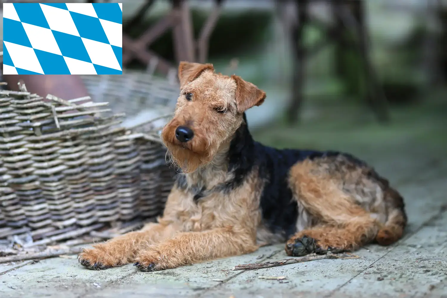 Lee más sobre el artículo Criadores y cachorros de Welsh Terrier en Baviera