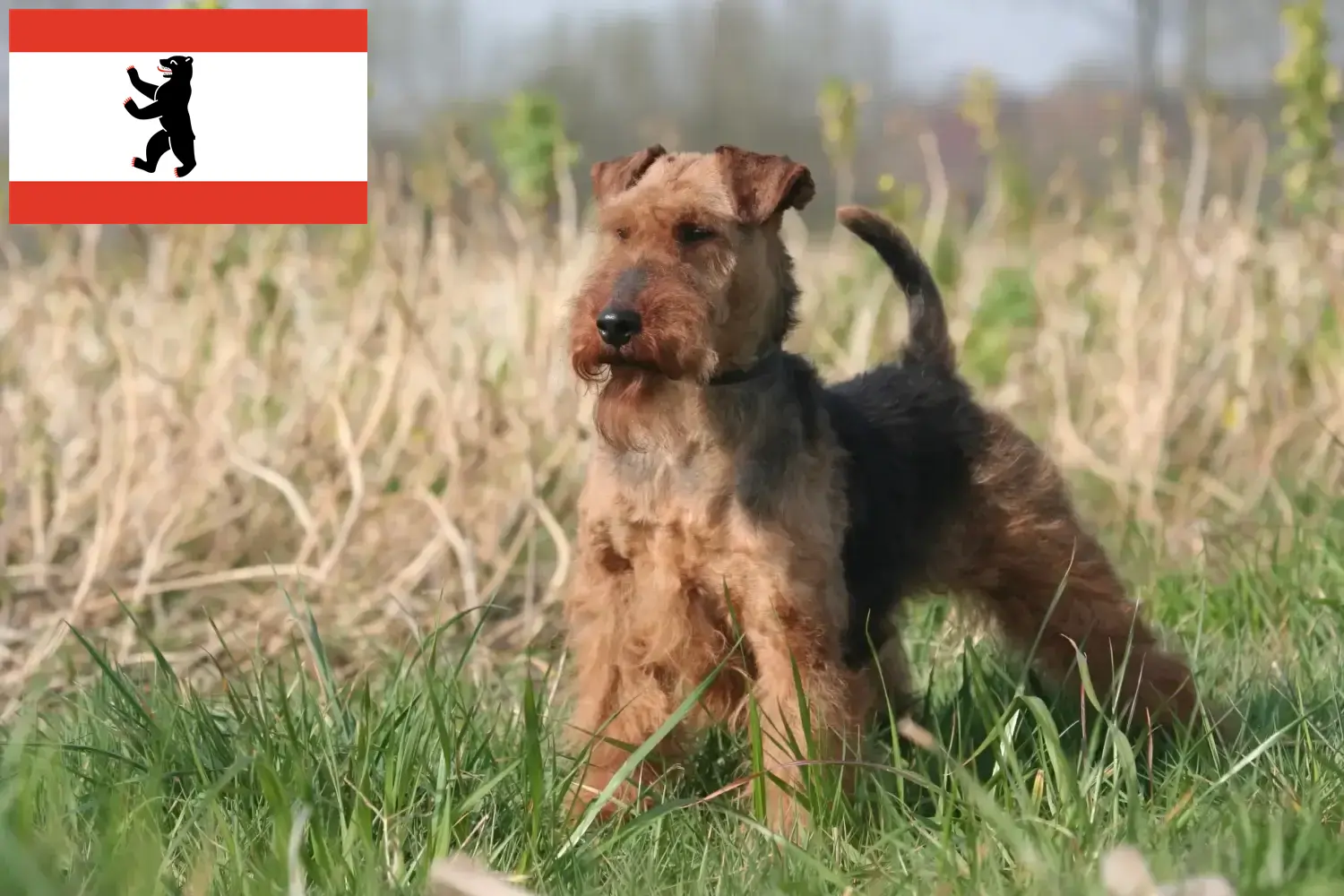 Lee más sobre el artículo Criadores y cachorros de Welsh Terrier en Berlín