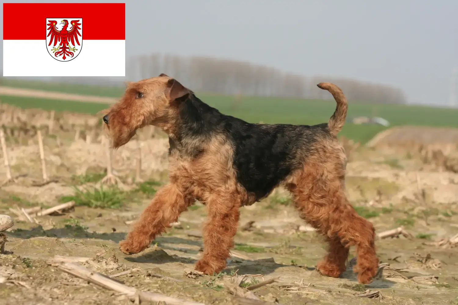 Lee más sobre el artículo Criadores de Welsh Terrier y cachorros en Brandenburgo