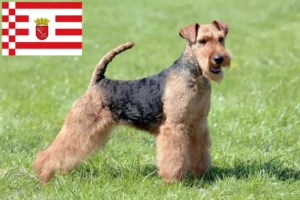 Lee más sobre el artículo Criadores de Welsh Terrier y cachorros en Bremen