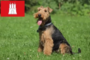 Lee más sobre el artículo Criadores y cachorros de Welsh Terrier en Hamburgo