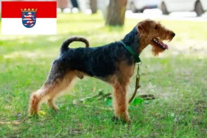 Lee más sobre el artículo Criadores de Welsh Terrier y cachorros en Hesse