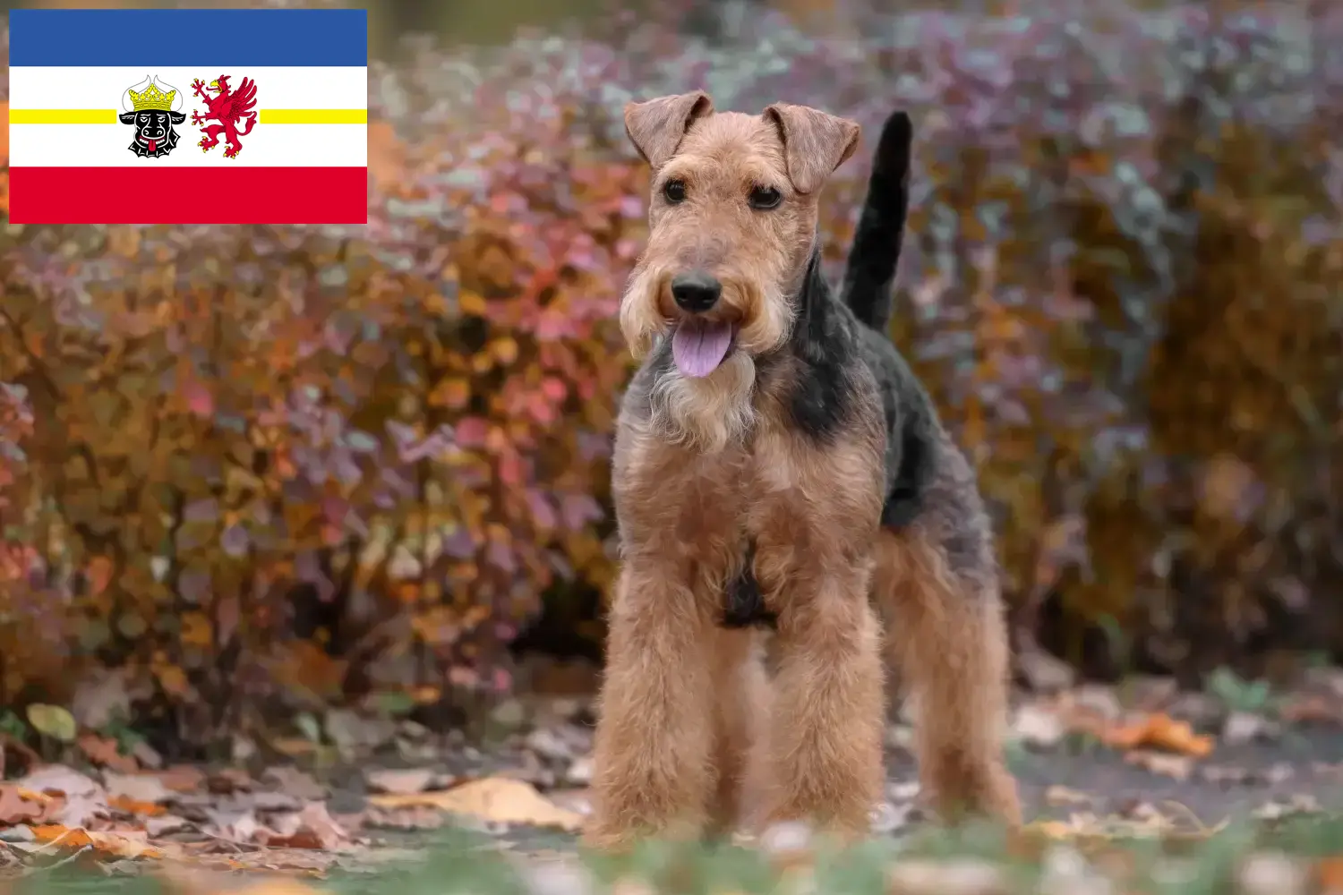 Lee más sobre el artículo Criadores de Welsh Terrier y cachorros en Mecklemburgo-Pomerania Occidental