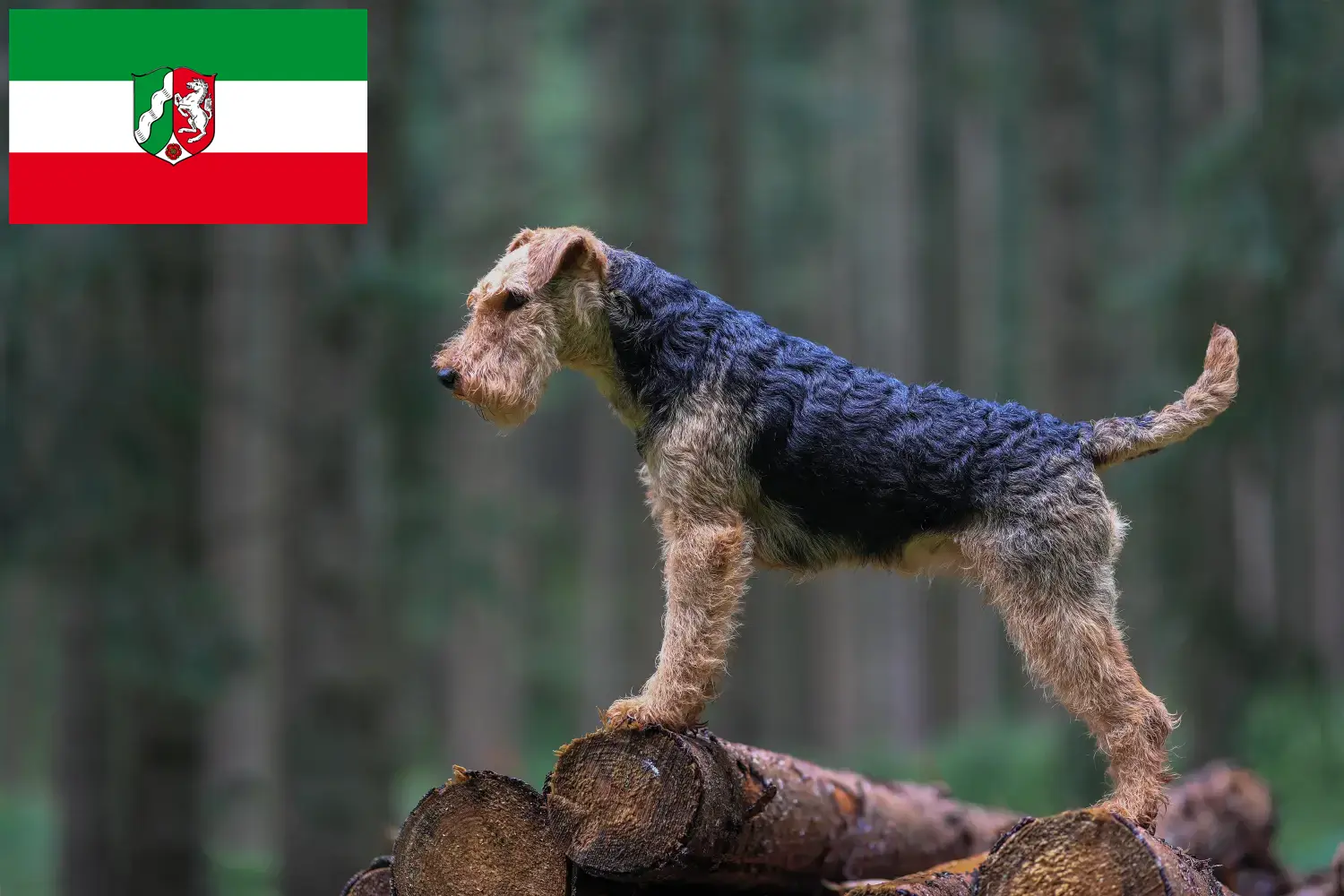 Lee más sobre el artículo Criadores de Welsh Terrier y cachorros en Renania del Norte-Westfalia