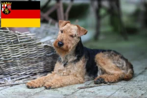 Lee más sobre el artículo Criadores de Welsh Terrier y cachorros en Renania-Palatinado