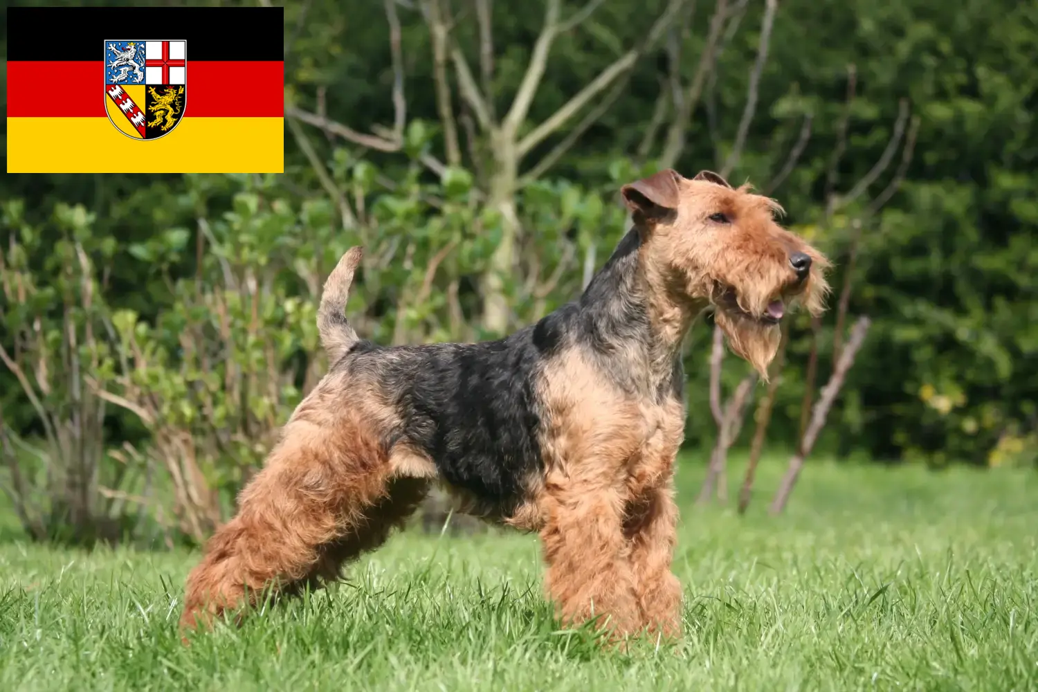 Lee más sobre el artículo Criadores de Welsh Terrier y cachorros en Sarre