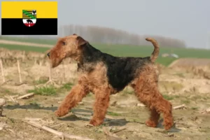 Lee más sobre el artículo Criadores y cachorros de Welsh Terrier en Sajonia-Anhalt