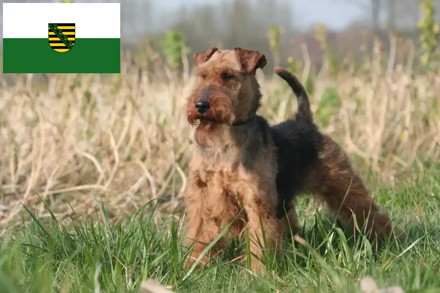 Lee más sobre el artículo Criadores y cachorros de Welsh Terrier en Sajonia