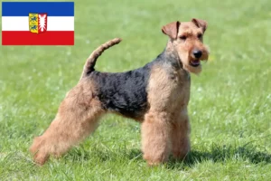 Lee más sobre el artículo Criadores de Welsh Terrier y cachorros en Schleswig-Holstein