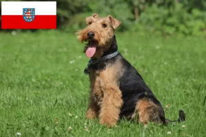 Lee más sobre el artículo Criadores de Welsh Terrier y cachorros en Turingia