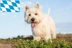 Lee más sobre el artículo Criadores de Westie y cachorros en Baviera