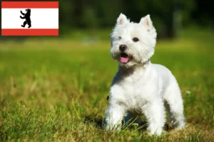 Lee más sobre el artículo Criadores de Westie y cachorros en Berlín