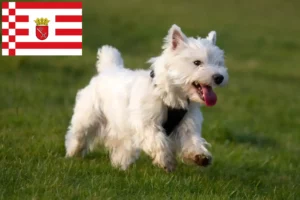 Lee más sobre el artículo Criadores de Westie y cachorros en Bremen