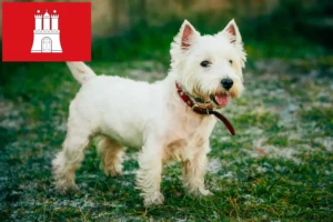 Lee más sobre el artículo Criadores de Westie y cachorros en Hamburgo