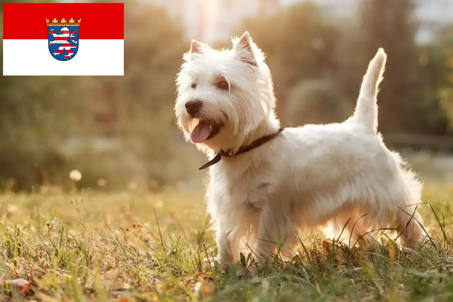 Lee más sobre el artículo Criadores de Westie y cachorros en Hessen