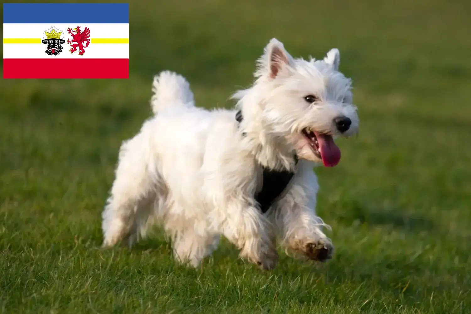 Lee más sobre el artículo Criadores de Westie y cachorros en Mecklemburgo-Pomerania Occidental