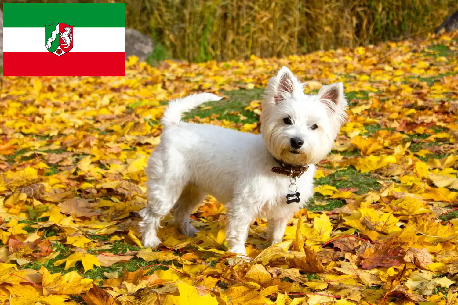 Lee más sobre el artículo Criadores de Westie y cachorros en Renania del Norte-Westfalia