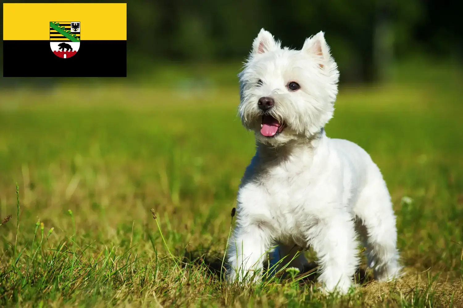 Lee más sobre el artículo Criadores de Westie y cachorros en Sajonia-Anhalt