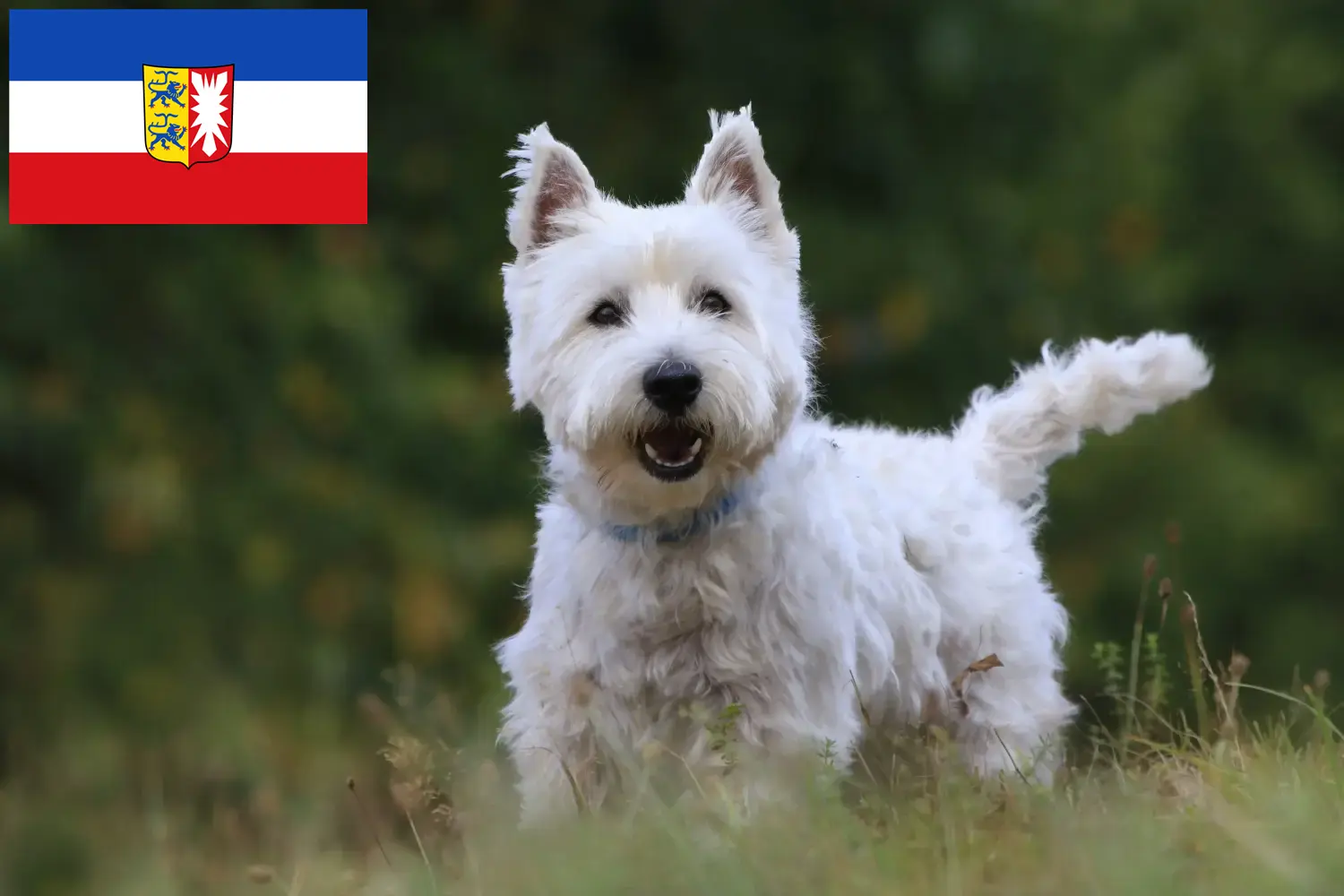 Lee más sobre el artículo Criadores de Westie y cachorros en Schleswig-Holstein