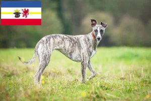 Lee más sobre el artículo Criadores de Whippet y cachorros en Mecklemburgo-Pomerania Occidental