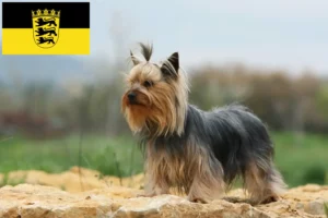 Lee más sobre el artículo Criadores de Yorkshire Terrier y cachorros en Baden-Württemberg