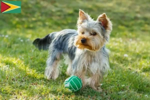 Lee más sobre el artículo Criadores de Yorkshire Terrier y cachorros en Guyana