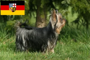 Lee más sobre el artículo Criadores de Yorkshire Terrier y cachorros en Sarre