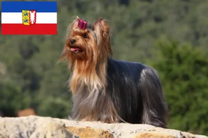 Lee más sobre el artículo Criadores de Yorkshire Terrier y cachorros en Schleswig-Holstein