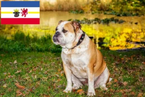 Lee más sobre el artículo Criadores de Bulldog Inglés Antiguo y cachorros en Mecklemburgo-Pomerania Occidental