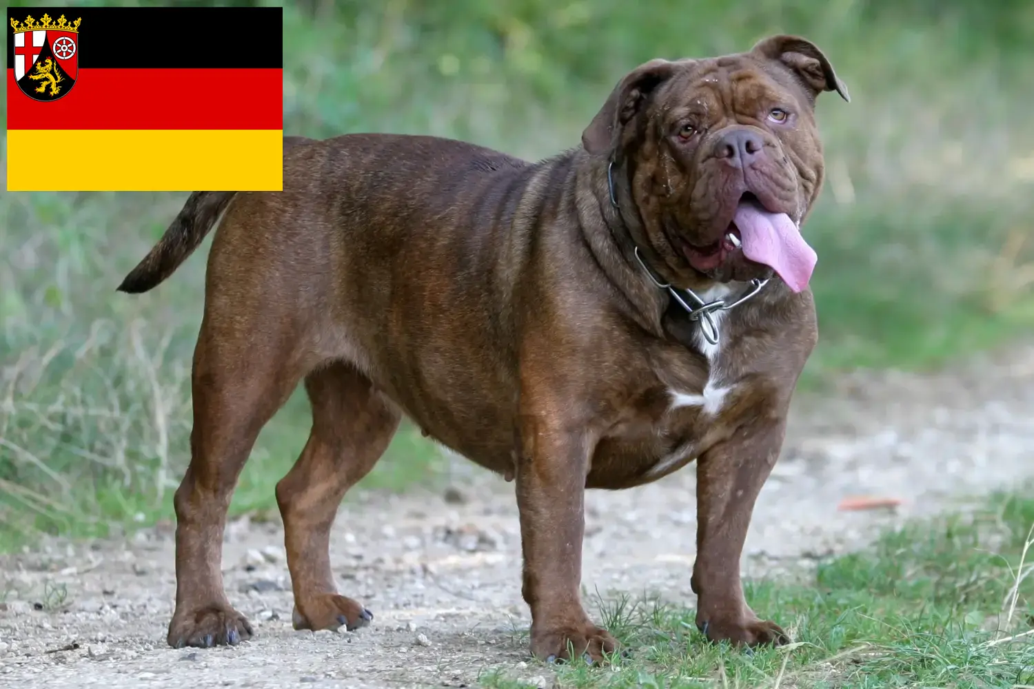 Lee más sobre el artículo Criadores de Bulldog Inglés Antiguo y cachorros en Renania-Palatinado