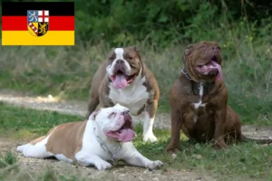 Lee más sobre el artículo Criador de Bulldog Inglés Antiguo y cachorros en Sarre