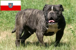 Lee más sobre el artículo Criador de Bulldog Inglés Antiguo y cachorros en Turingia