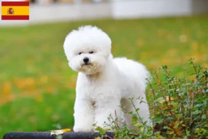 Lee más sobre el artículo Criadores y cachorros de Bichon Frisé en España