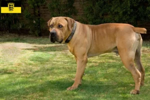 Lee más sobre el artículo Criadores de Boerboel y cachorros en Baden-Württemberg