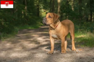 Lee más sobre el artículo Criadores de Boerboel y cachorros en Brandenburgo