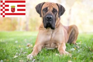 Lee más sobre el artículo Criadores de Boerboel y cachorros en Bremen