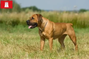 Lee más sobre el artículo Criadores de Boerboel y cachorros en Hamburgo