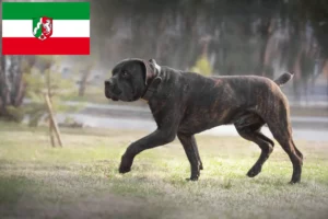 Lee más sobre el artículo Criadores de Boerboel y cachorros en Renania del Norte-Westfalia