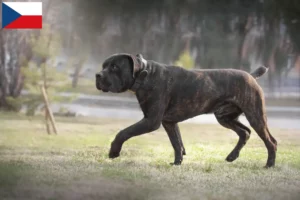 Lee más sobre el artículo Criadores de Boerboel y cachorros en la República Checa