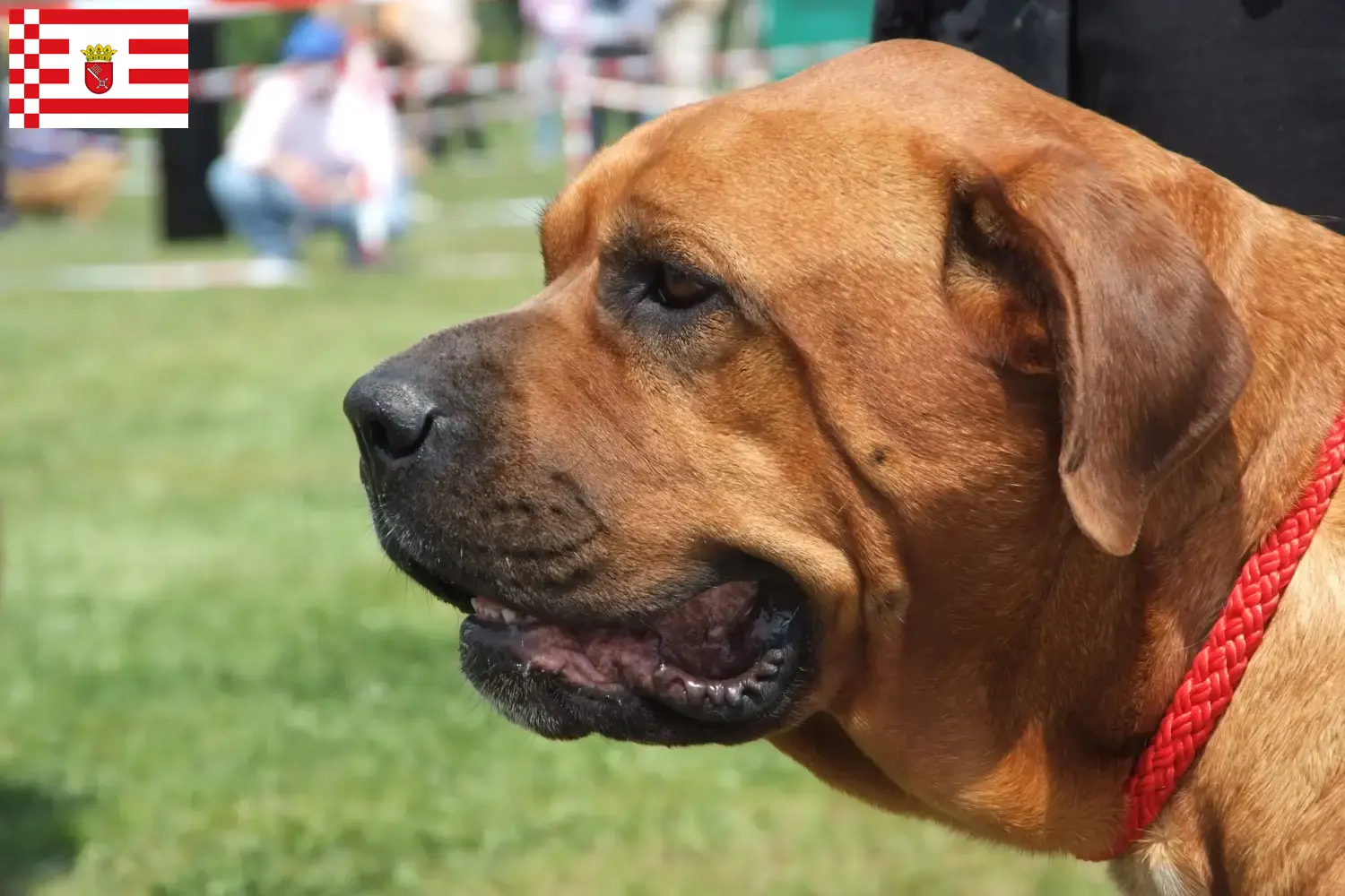 Lee más sobre el artículo Criadores de Broholmer y cachorros en Bremen